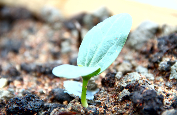 肥料檢測(cè)儀