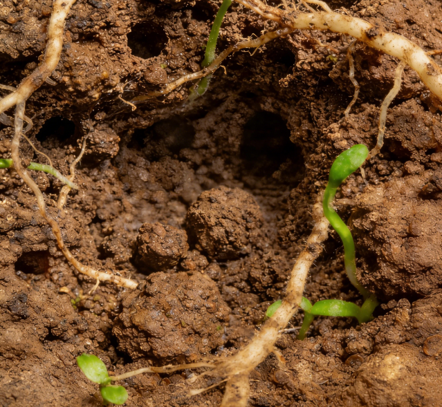 土壤水勢(shì)測(cè)定儀選國產(chǎn)？萊恩德耐鹽堿陶土頭 + 多探頭長度可定制